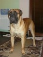 /album/fotogalerie/bullstiff-nostra-caesar-ii-8-mesicu-jpg/
